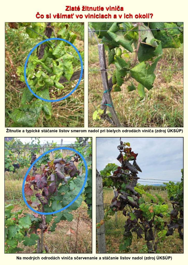 Žltnutie viniča